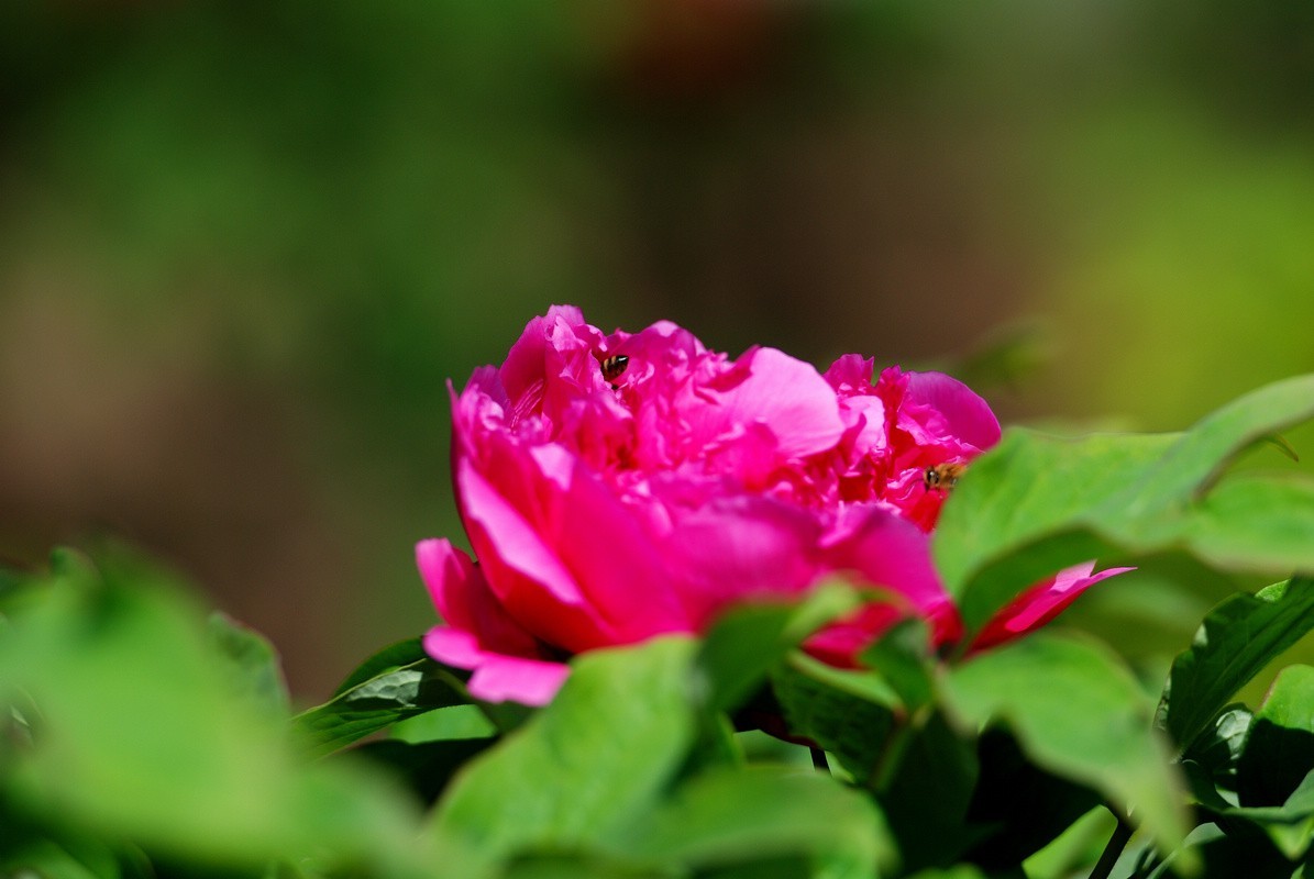 香山植物园看花