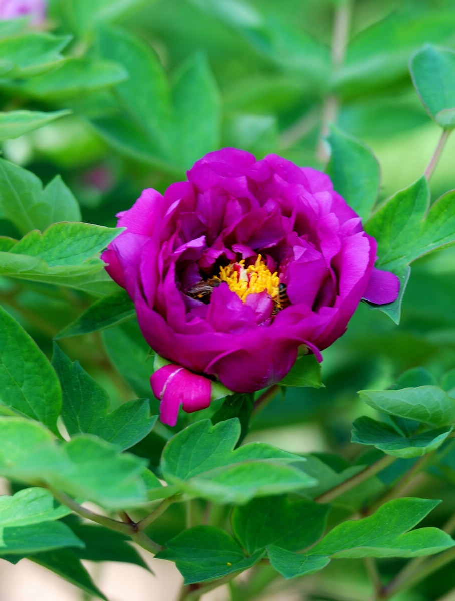 香山植物园看花