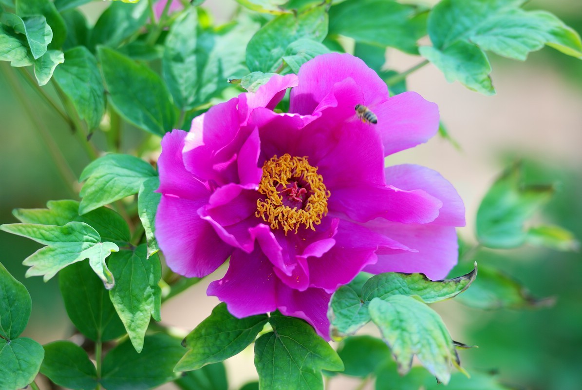 香山植物园看花
