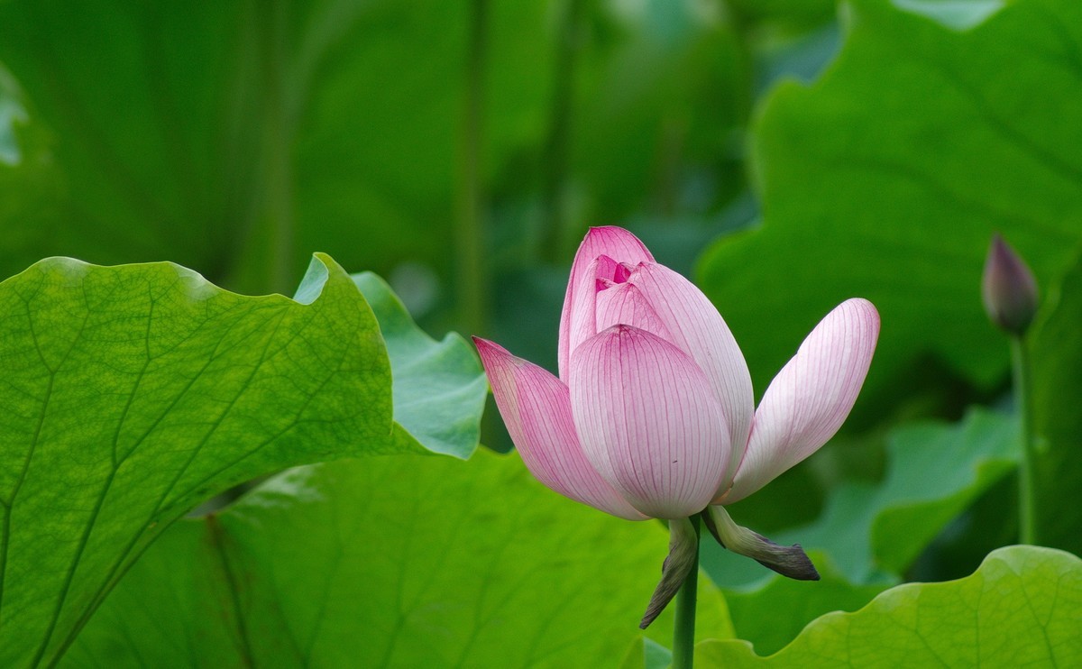 〖 荷花—蜻蜓—青娃 〗