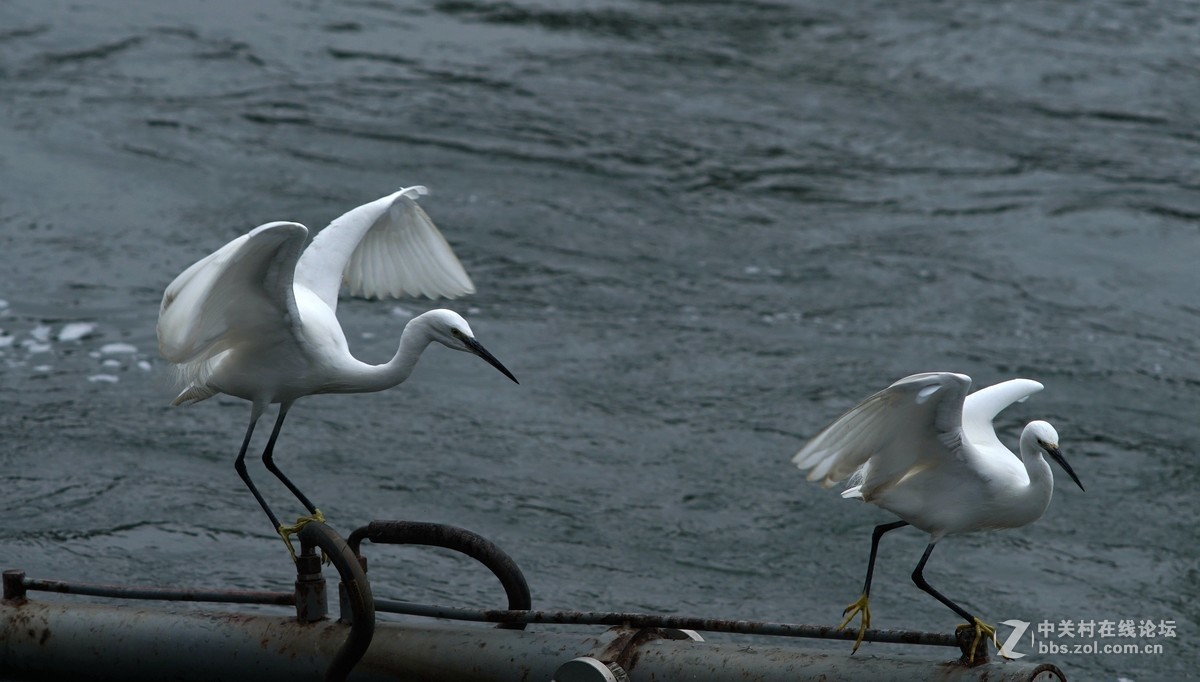 贵阳市中甲绣楼前河上的白鹭