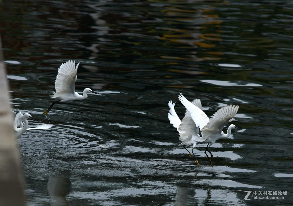 贵阳市中甲绣楼前河上的白鹭