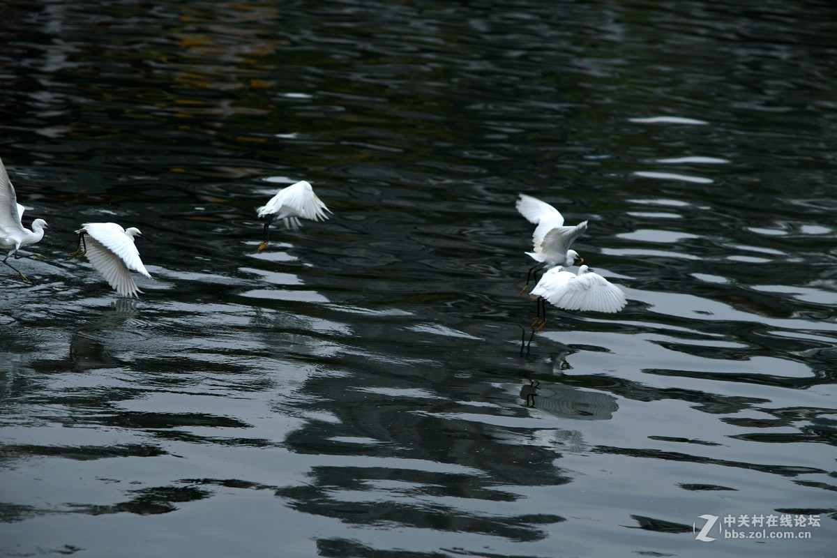 贵阳市中甲绣楼前河上的白鹭