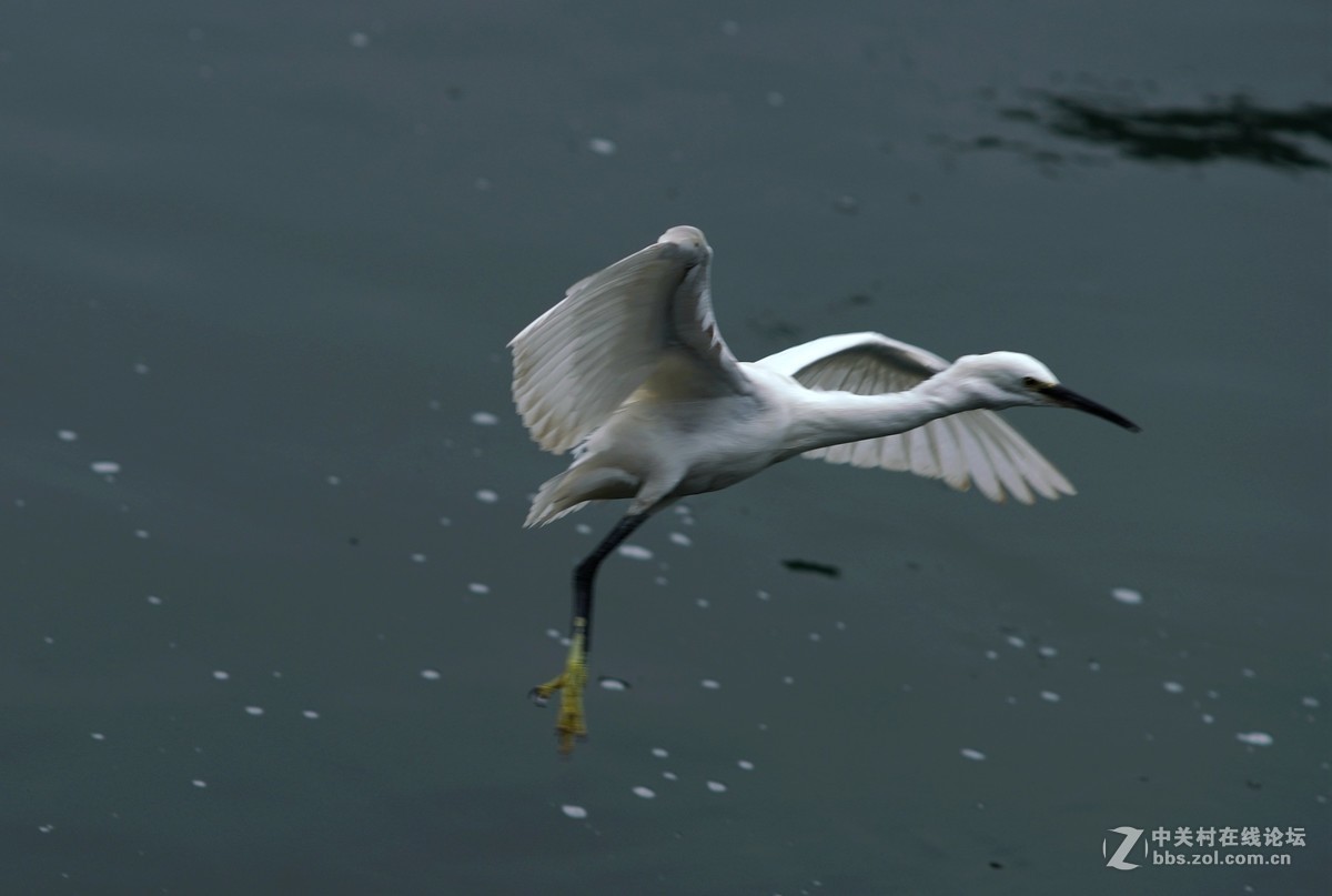 贵阳市中甲绣楼前河上的白鹭