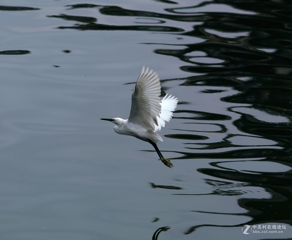 贵阳市中甲绣楼前河上的白鹭