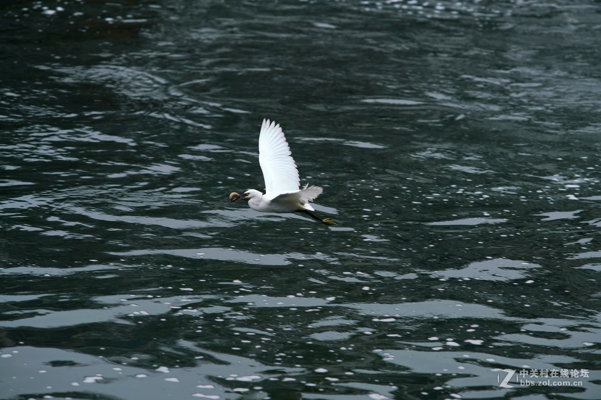 贵阳市中甲绣楼前河上的白鹭