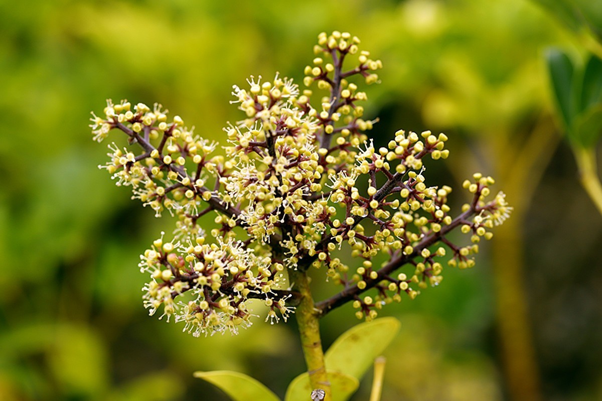 冬季里鹅掌柴开花