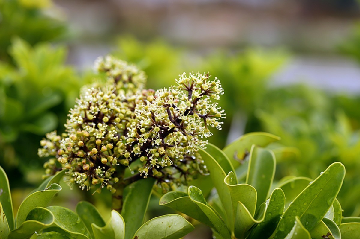 冬季里鹅掌柴开花