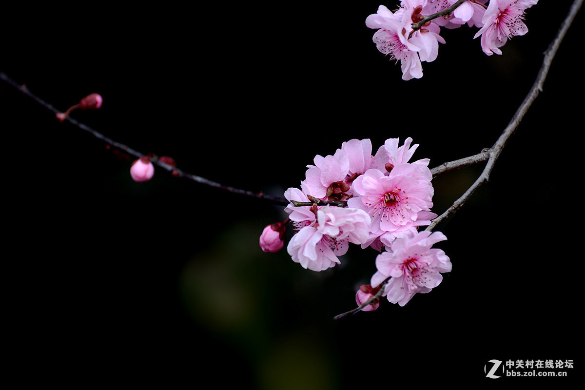 #版主坐堂# 小五星空(中国)2016年1月精品荟萃