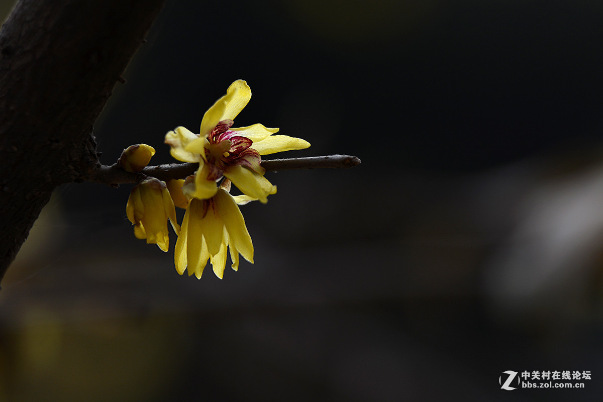 #版主坐堂# 小五星空(中国)2016年1月精品荟萃