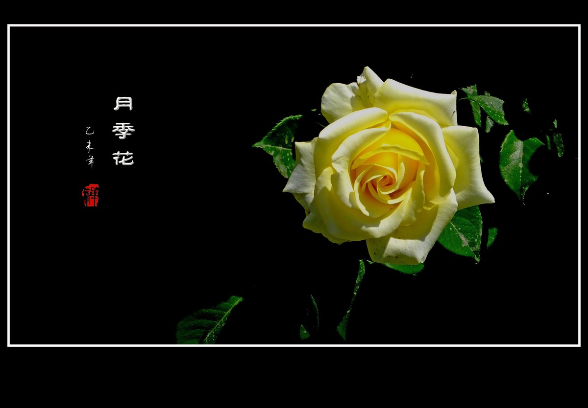 金灿灿的黄月季花