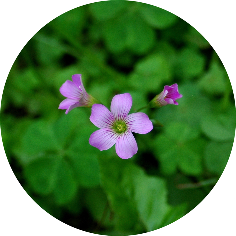 苜蓿花一（d70)