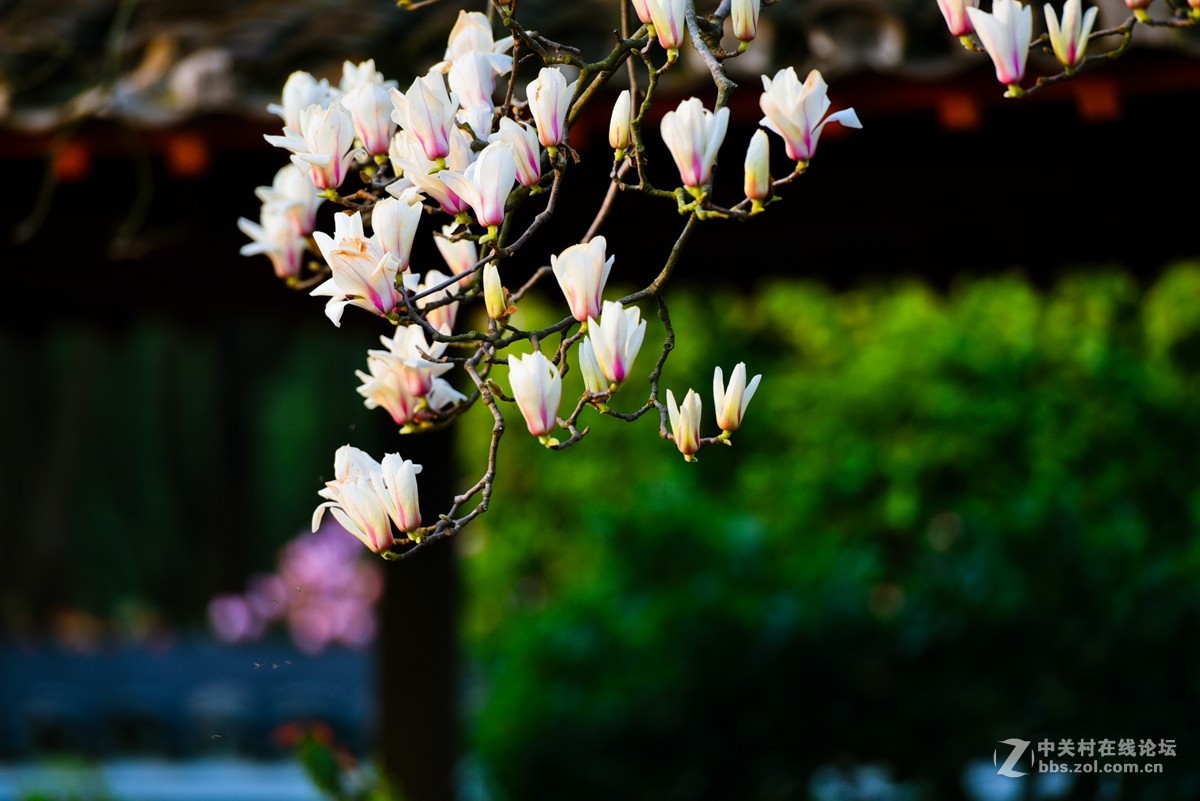 花之焦外，衬托其美