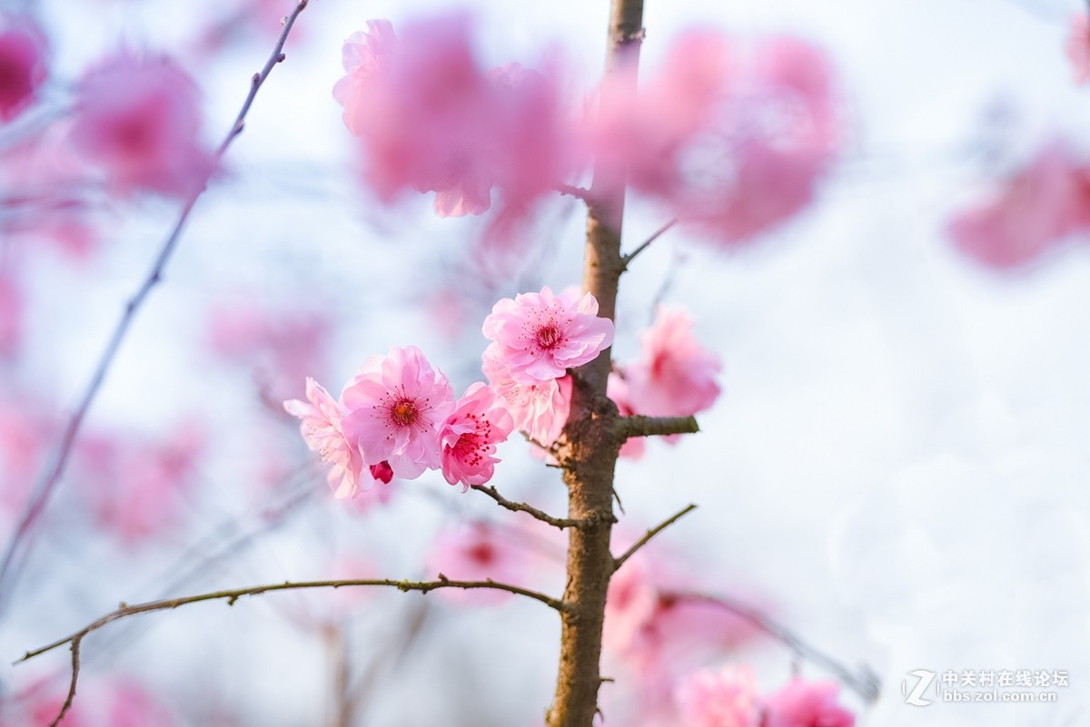 花之焦外，衬托其美