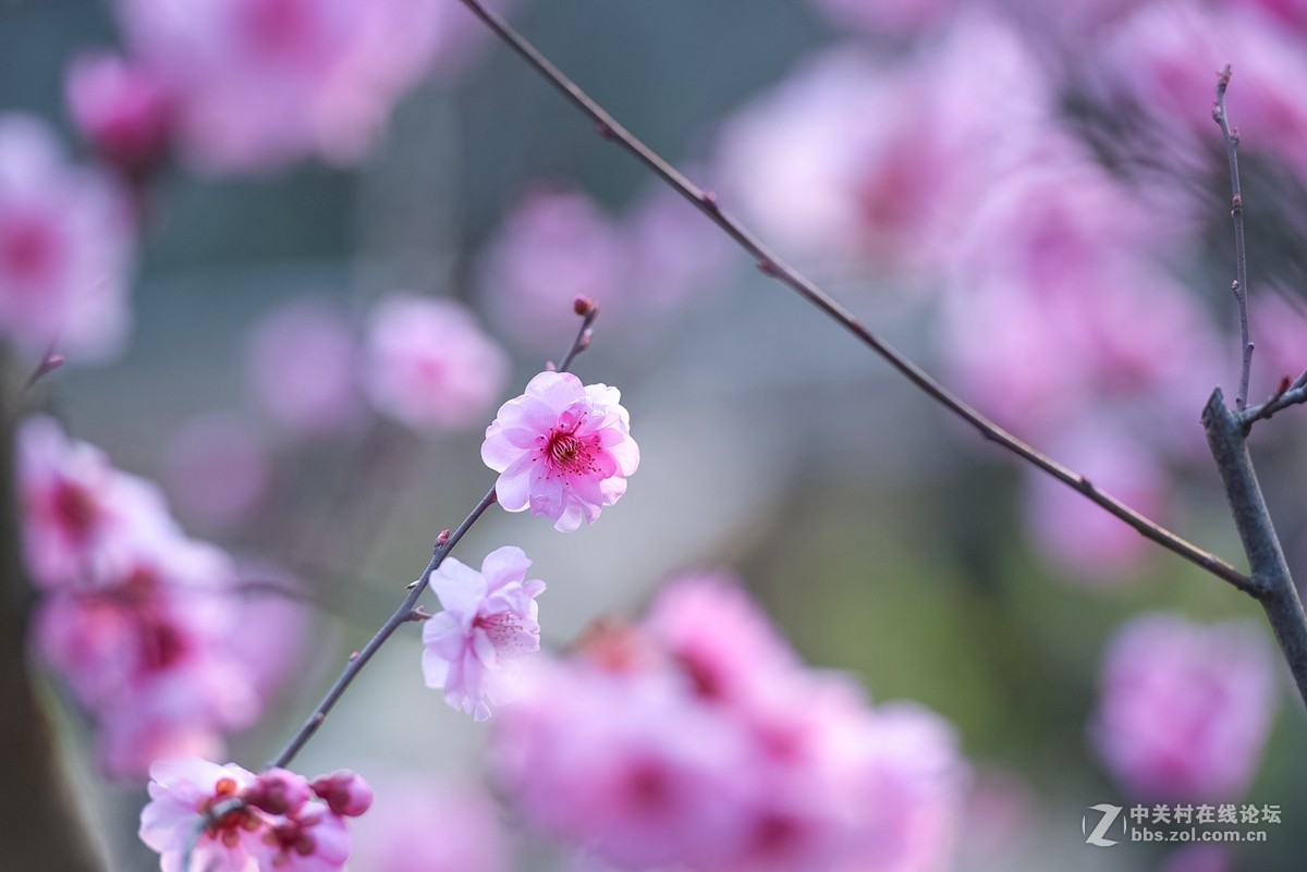 花之焦外，衬托其美