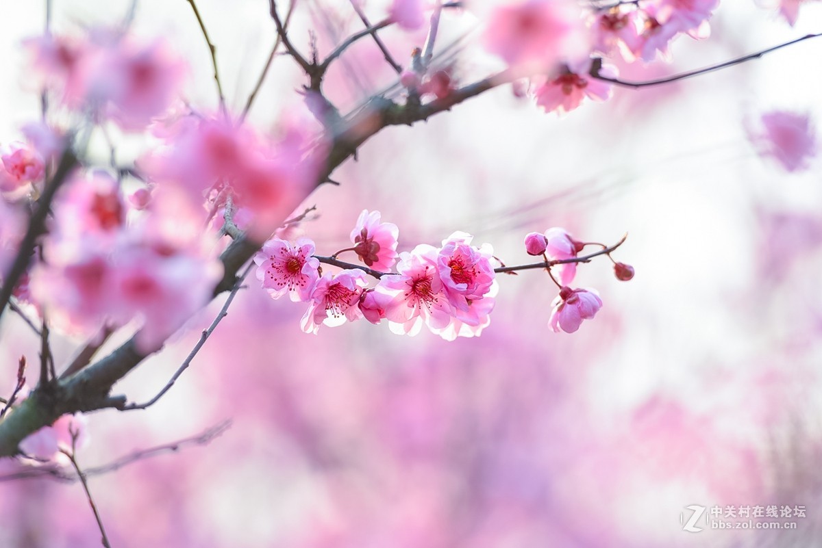 花之焦外，衬托其美