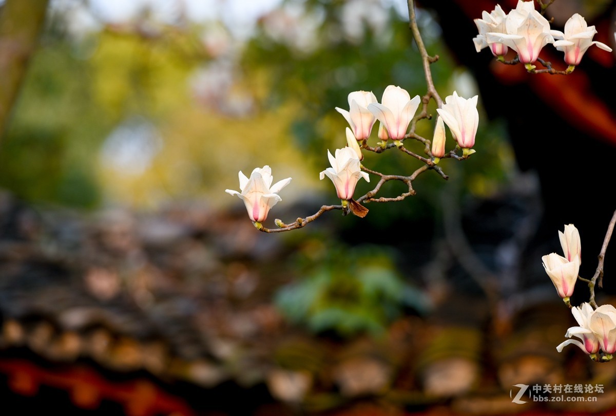 花之焦外，衬托其美
