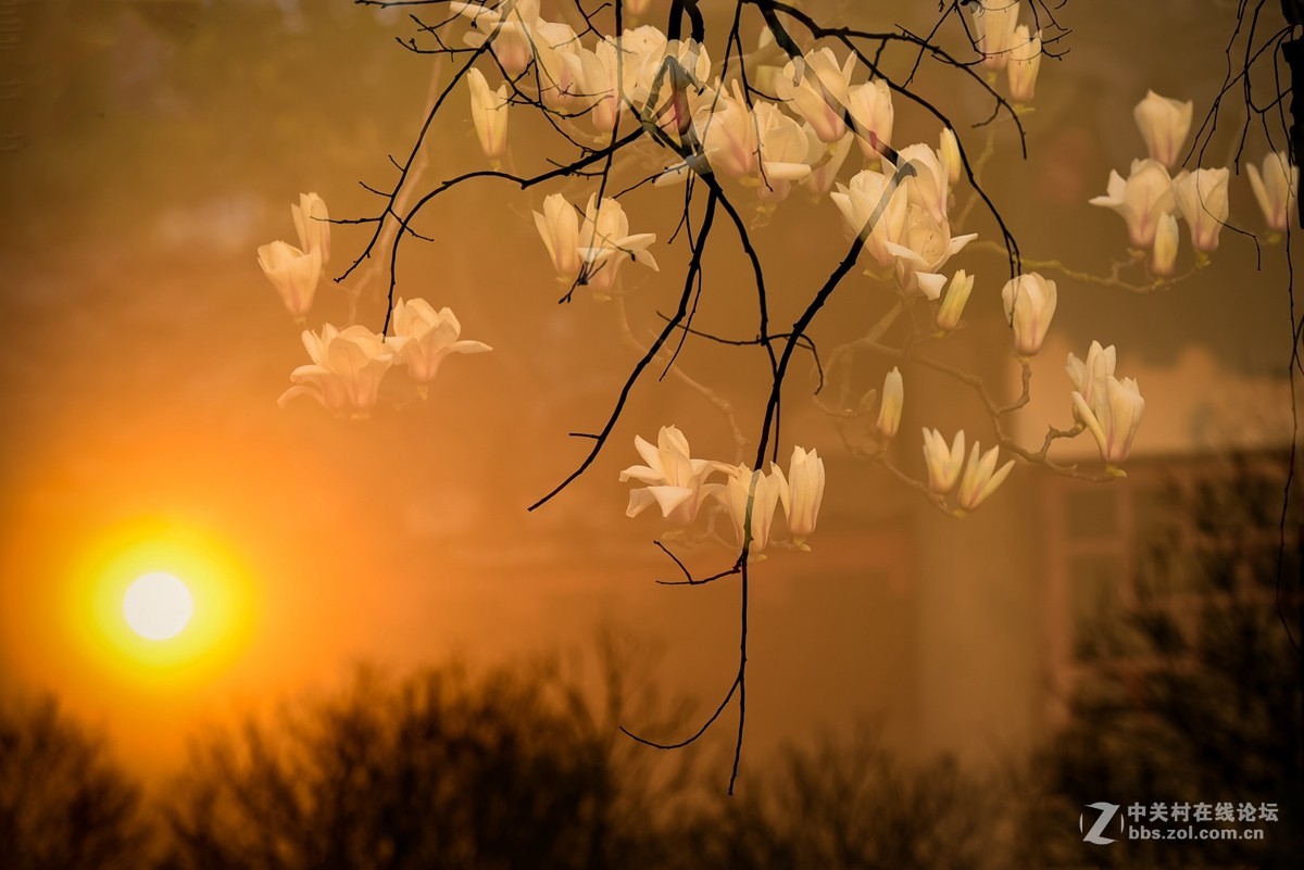 花之焦外，衬托其美