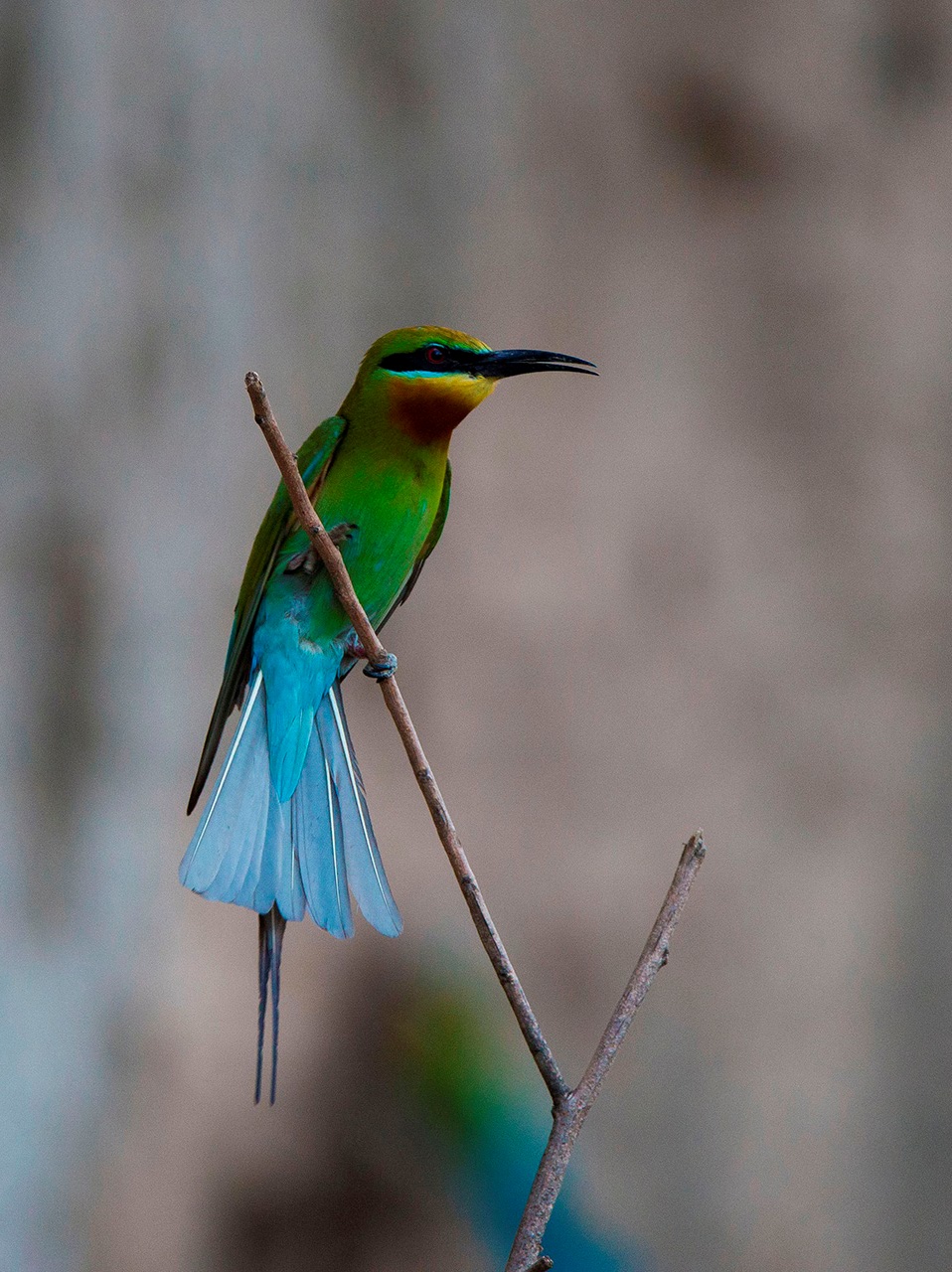 【栗喉蜂虎】---珍稀鸟类拍摄习作