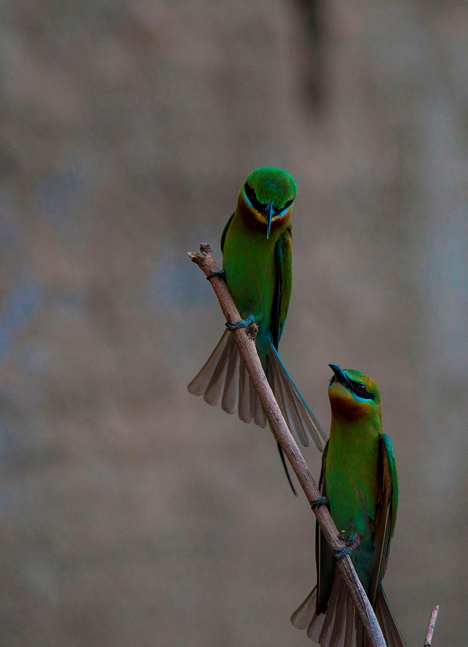 【栗喉蜂虎】---珍稀鸟类拍摄习作