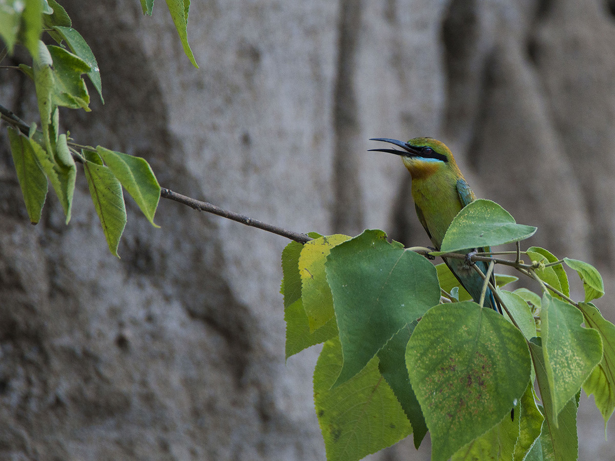 【栗喉蜂虎】---珍稀鸟类拍摄习作