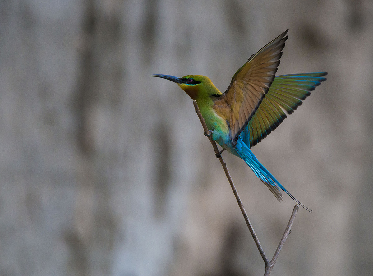 【栗喉蜂虎】---珍稀鸟类拍摄习作