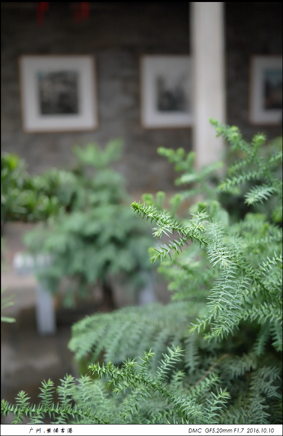 乱发几张黄埔古港的相片