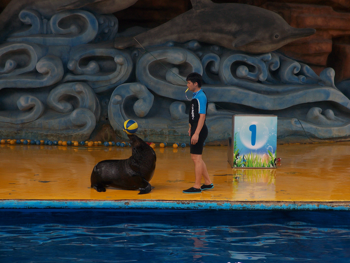 海洋馆里的表演（多图））