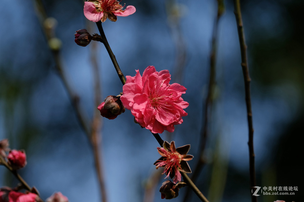 桃花（3）