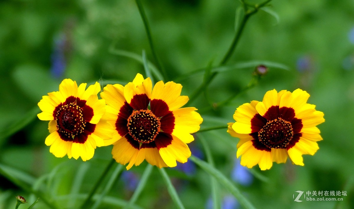 散步随拍3，请多多指教。