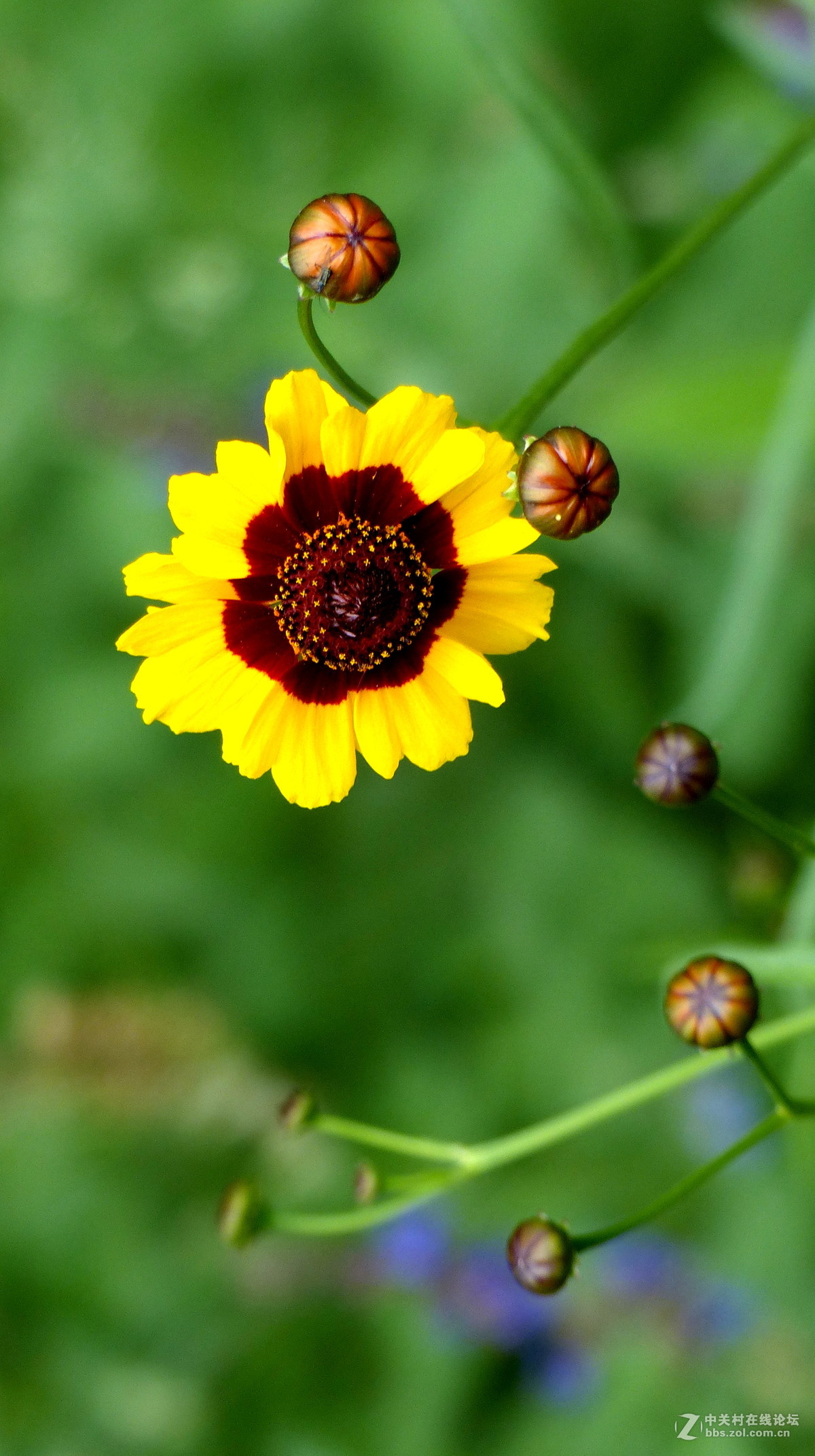 散步随拍3，请多多指教。