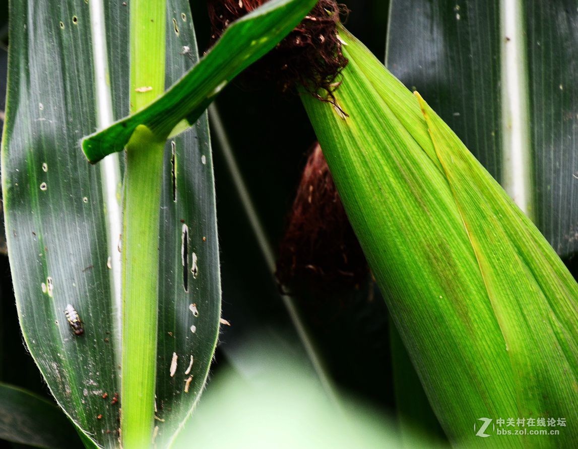 真正的绿色产品