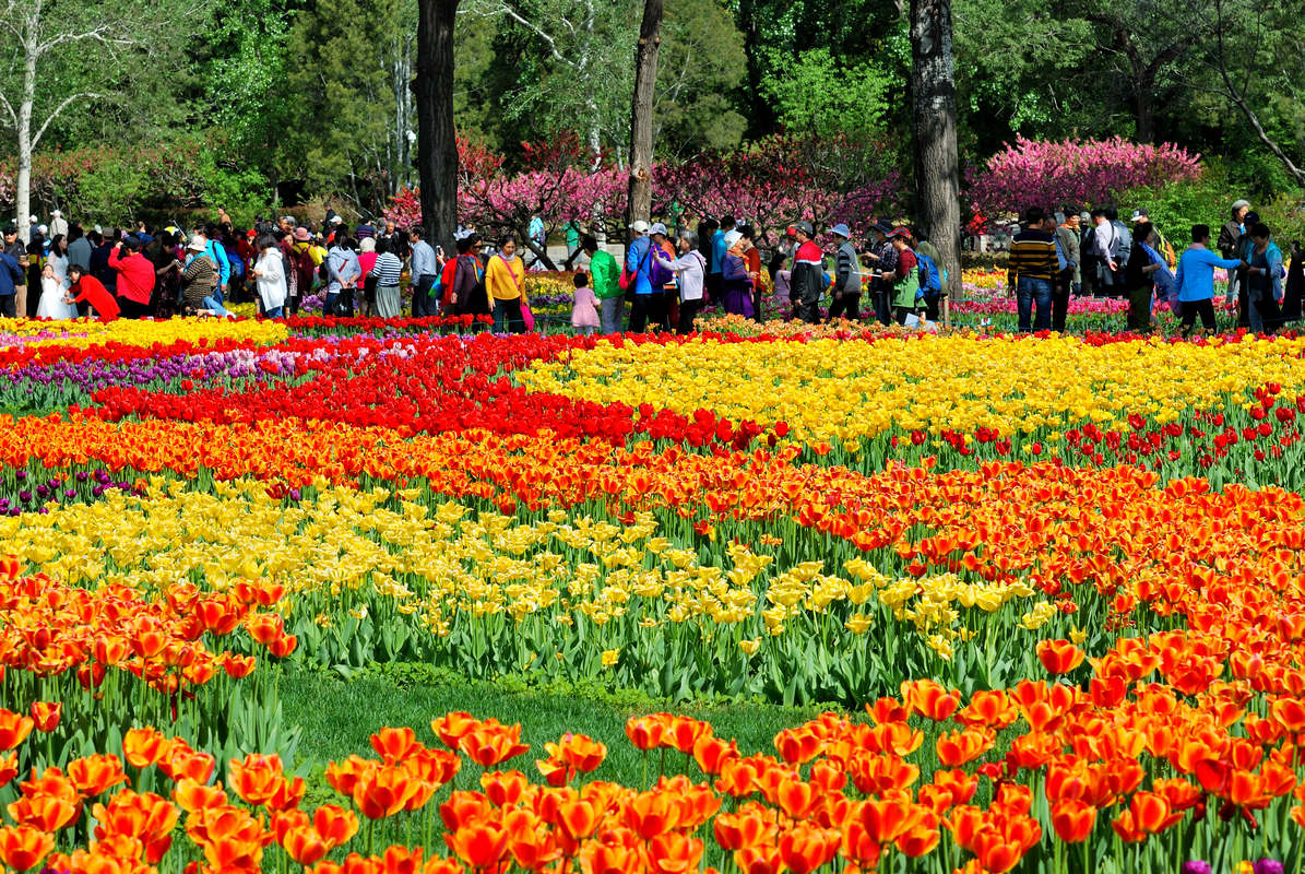 香山植物园看花