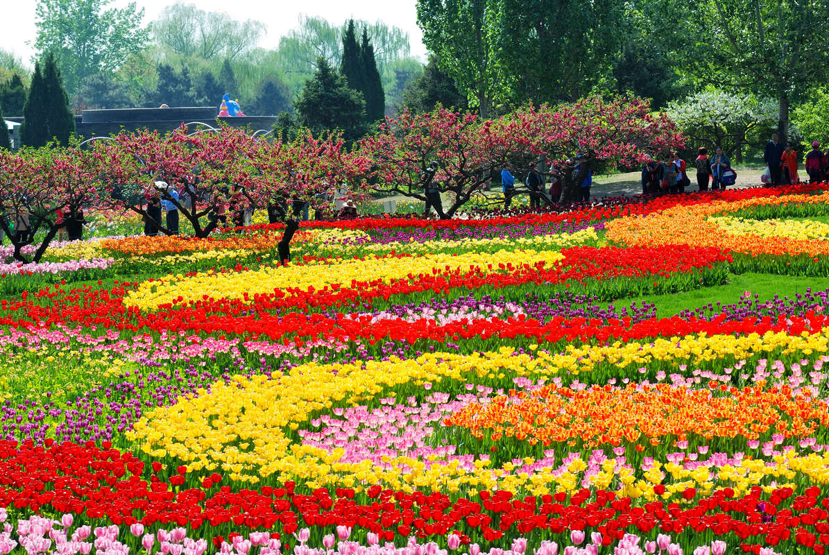 香山植物园看花