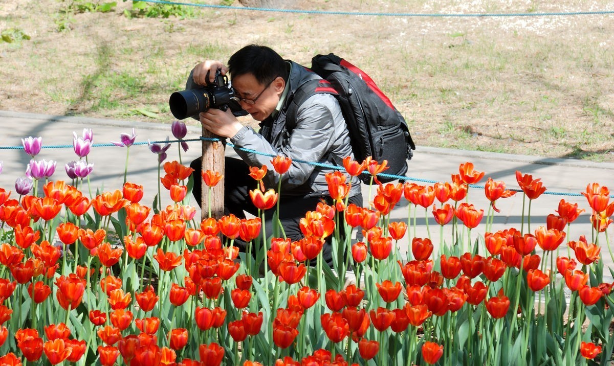 香山植物园看花