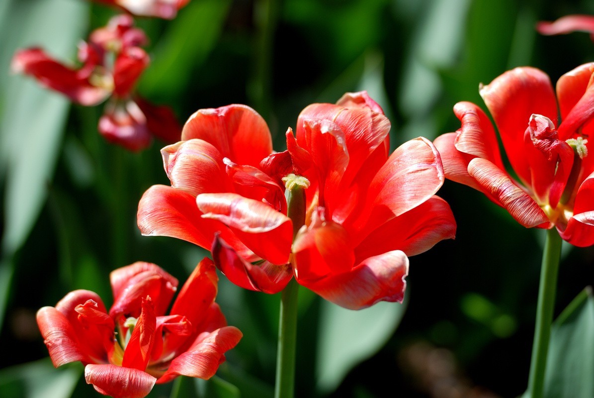 香山植物园看花