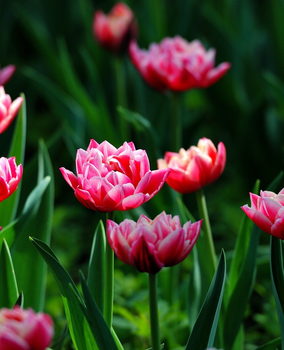 香山植物园看花