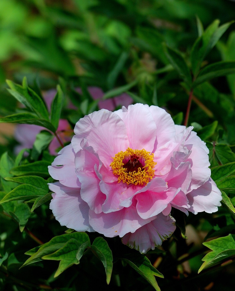 香山植物园看花