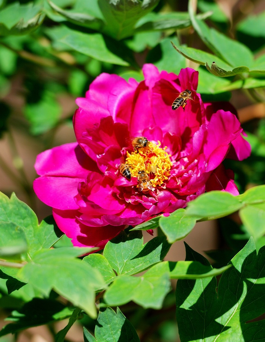 香山植物园看花