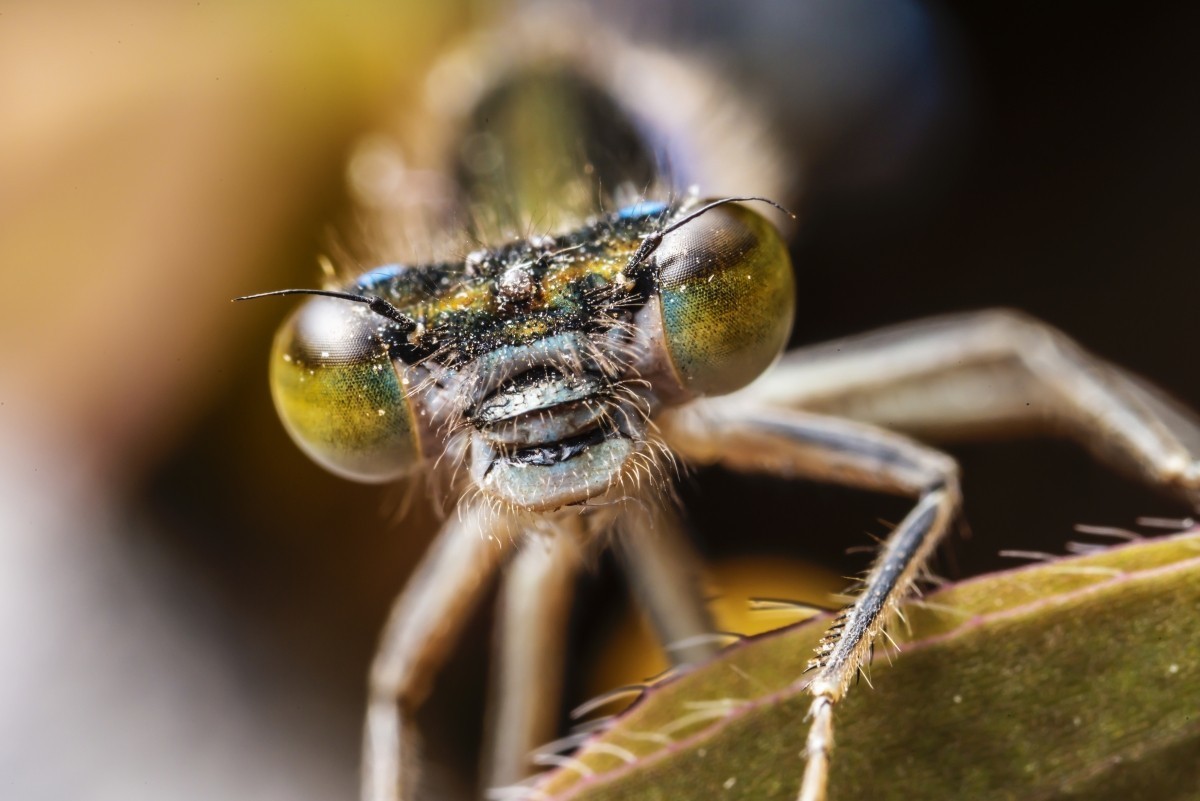 老蛙25mm微距头试镜