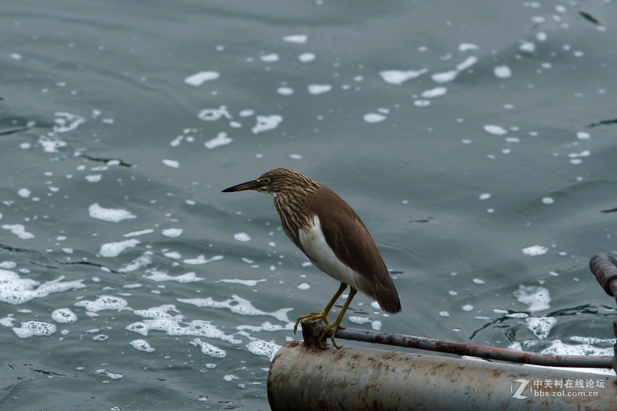 贵阳市中甲绣楼前河上的白鹭