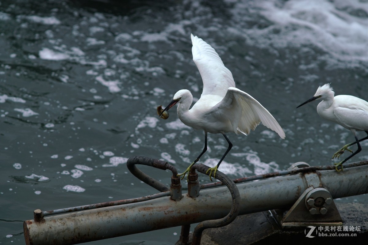 贵阳市中甲绣楼前河上的白鹭