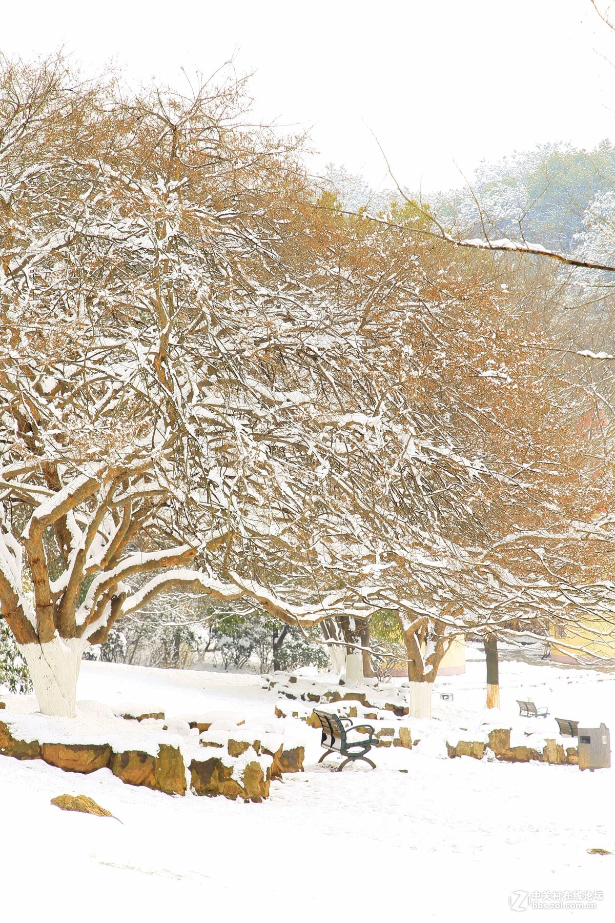 雪舞飞鸽