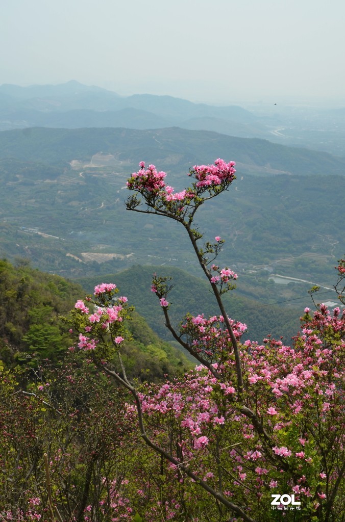 金峨山野杜鹃六