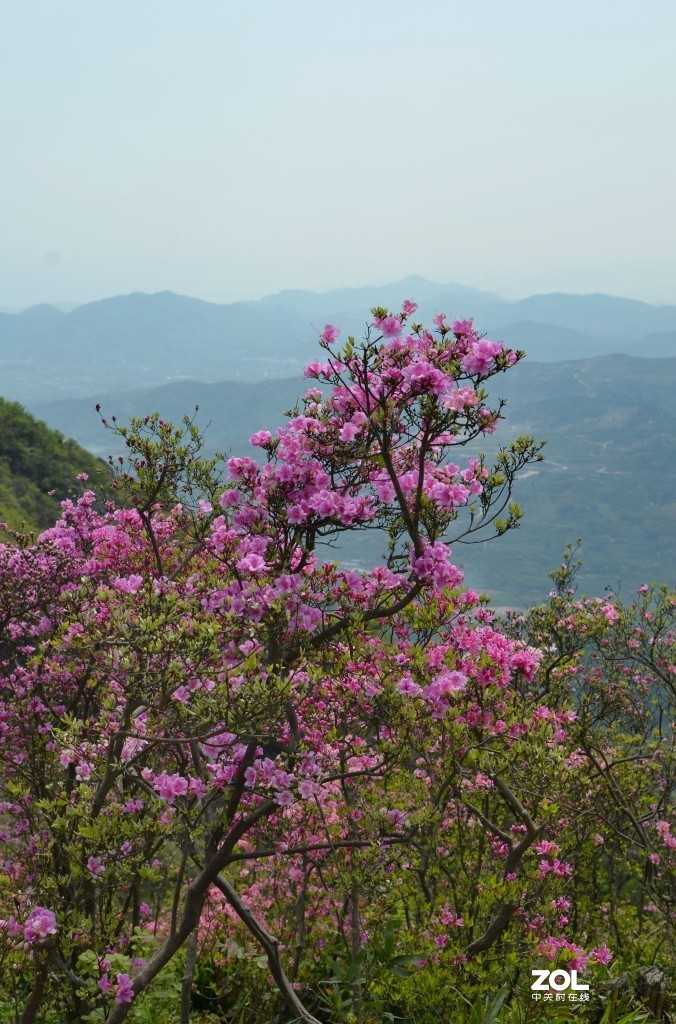 金峨山野杜鹃六