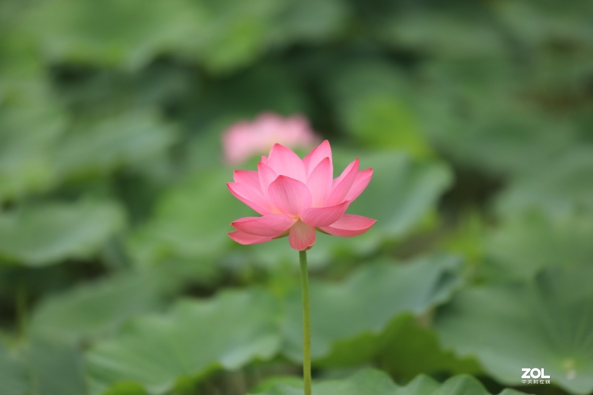 【高清图】拍花的人-中关村在线摄影论坛