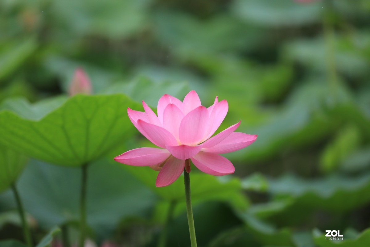 看看如何才能拍好花