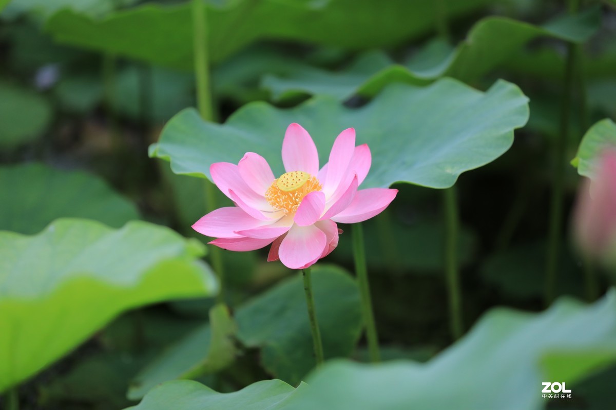 看看如何才能拍好花