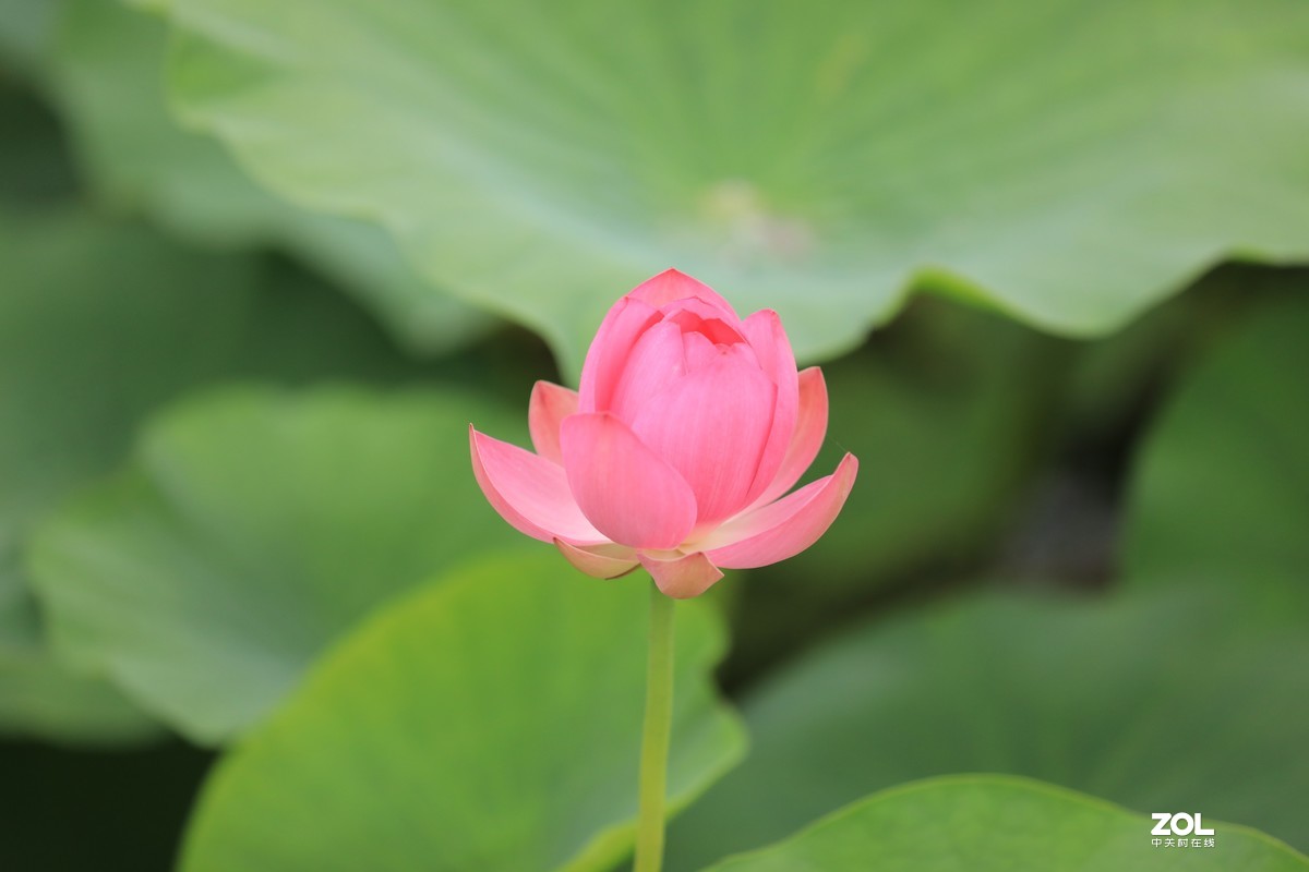 看看如何才能拍好花