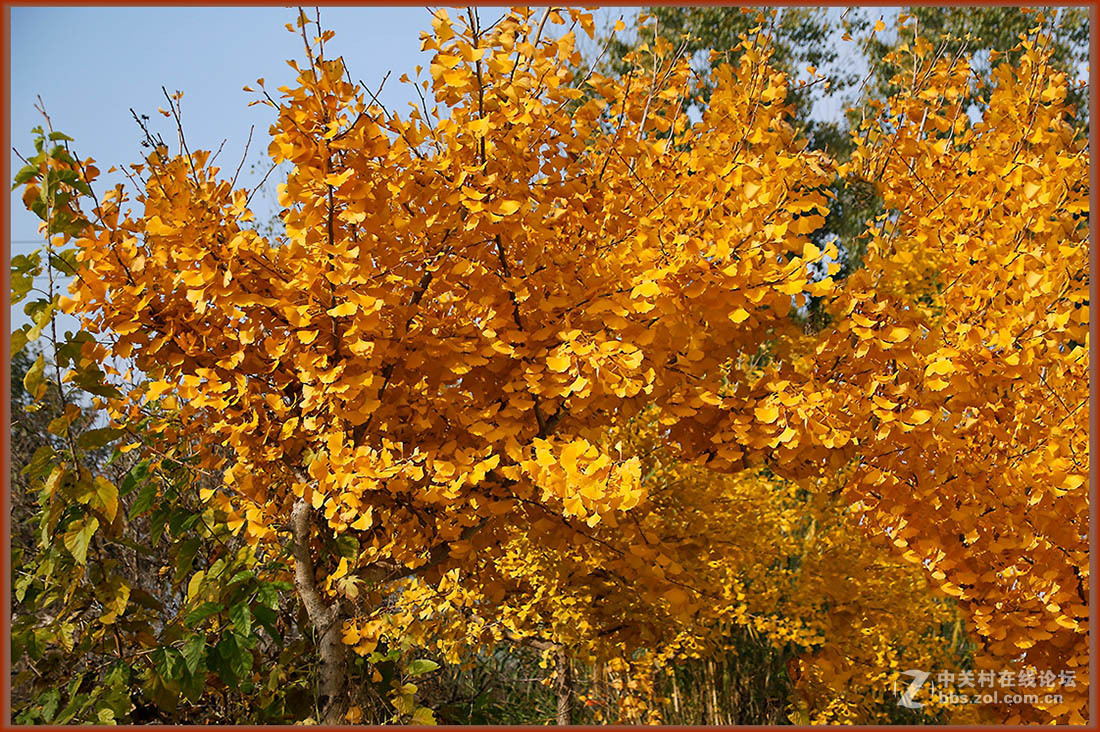秋冬霜寒绿装换  黄金片甲暂相伴